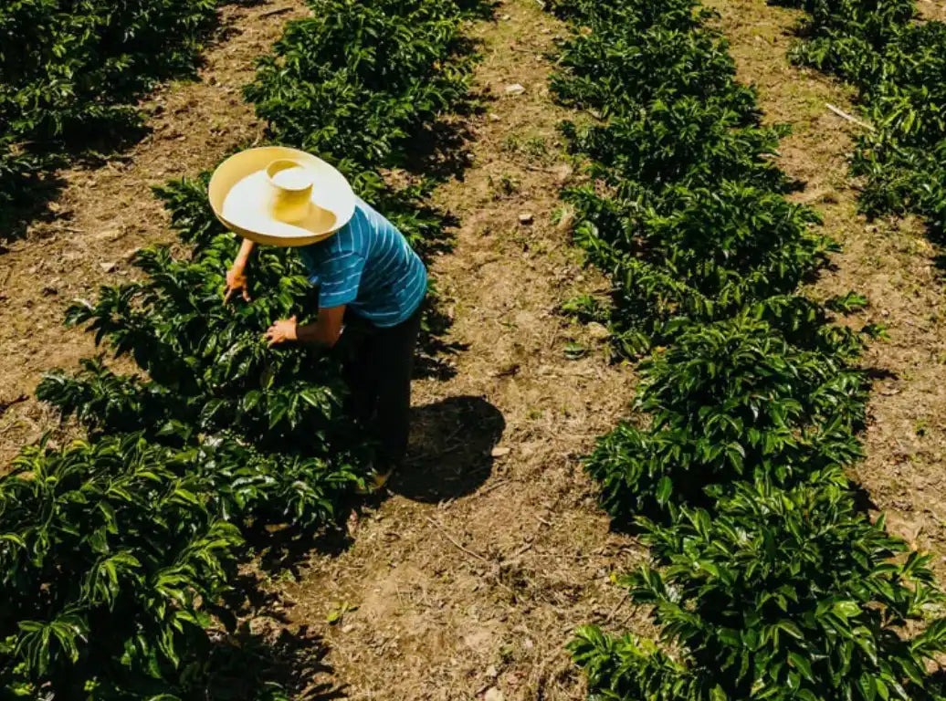 Ground Coffee Society Peru Kovachii Organic Fair Trade coffee farmer in a field