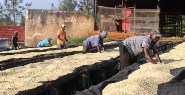 Ground Coffee Society Kenya Kamwangi farmers