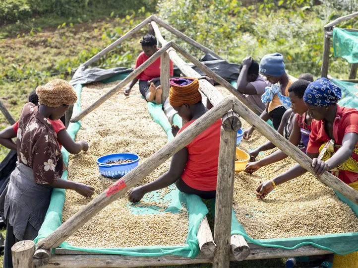 Ground Coffee Society Uganda Sipi Falls female farmers