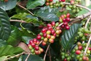 Why is my coffee so expensive?