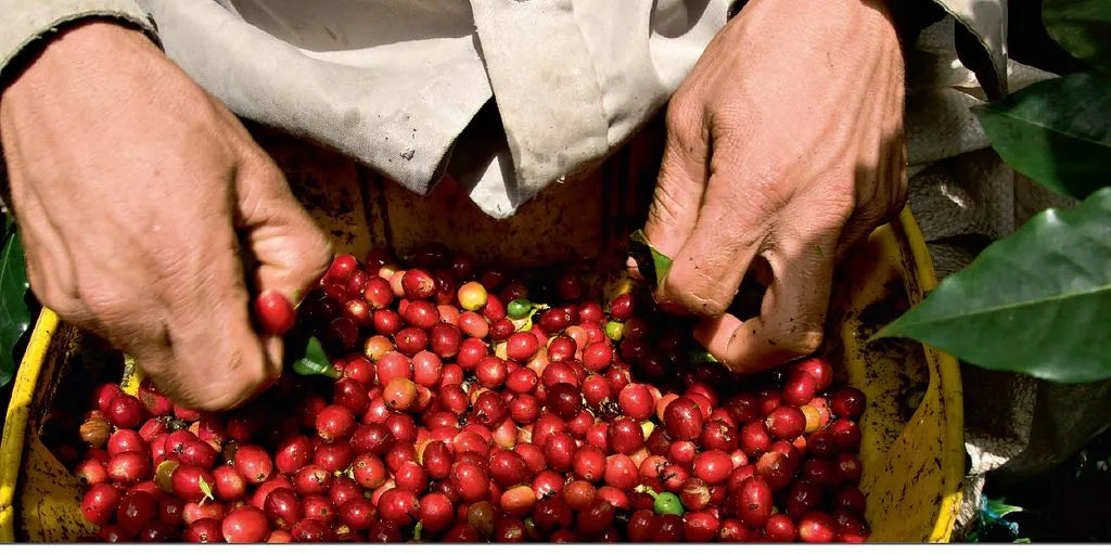 Ground Coffee Society Colombia Dulima coffee grower