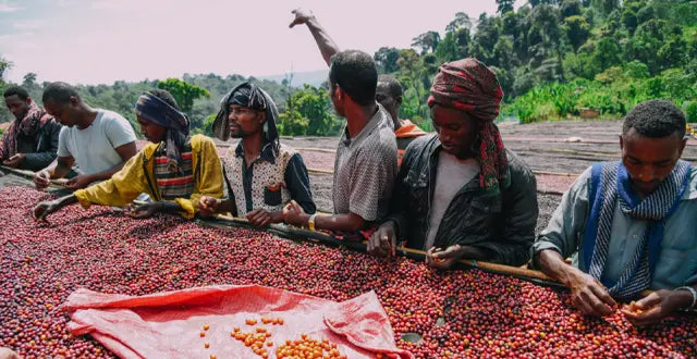Ground Coffee Society Ethiopia Guji Mormora farmers