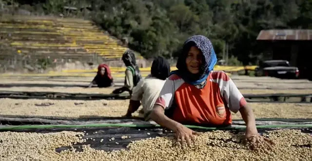 Ground Coffee Society Ethiopia Yirgacheffe Misty Valley grower drying coffee beans