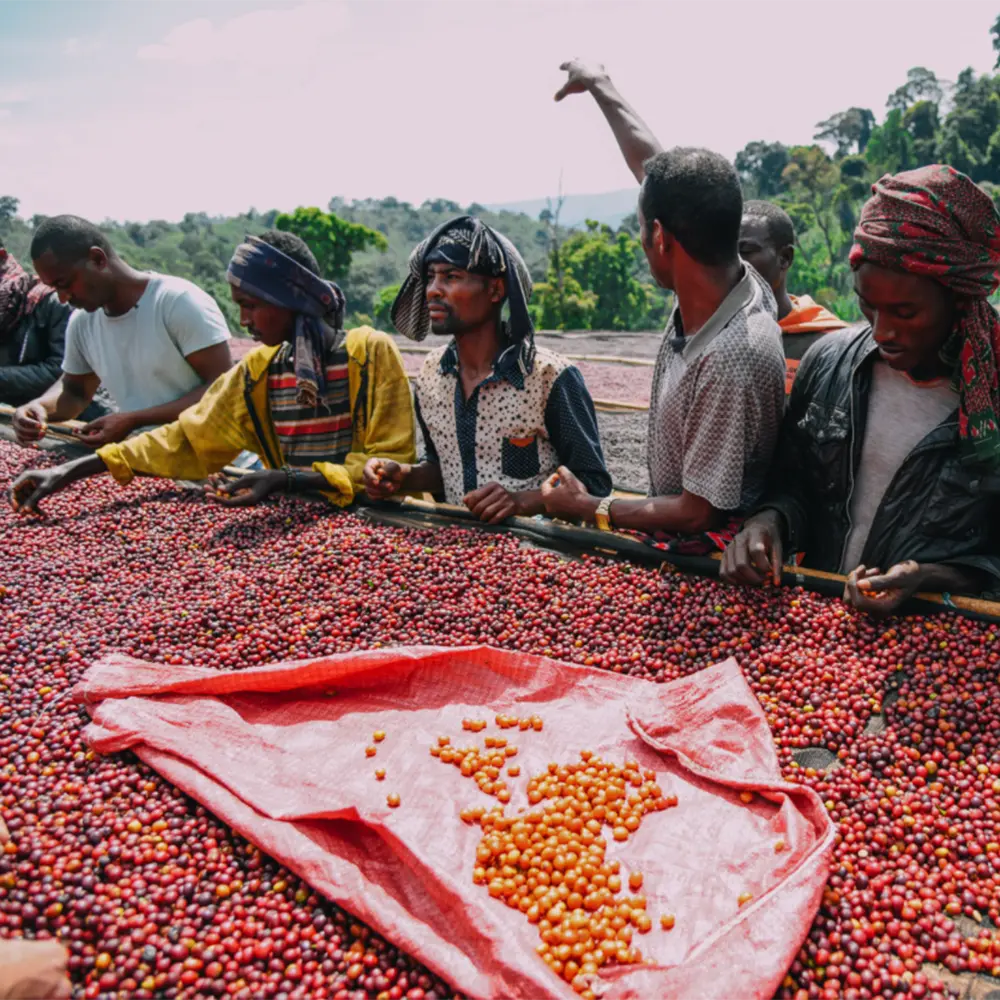 Ground Coffee Society specialty coffee beans Ethiopia Guji Mormora farmers
