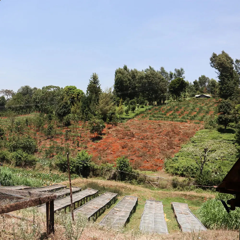 Ground Coffee Society Kamwangi coffee drying beds