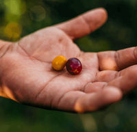 Ground Coffee Society Peru Kovachii Organic Fair Trade coffee beans in a hand
