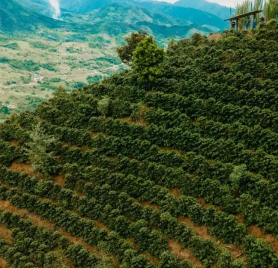 Ground Coffee Society Peru Kovachii Organic Fair Trade coffee Cajamarca growing region