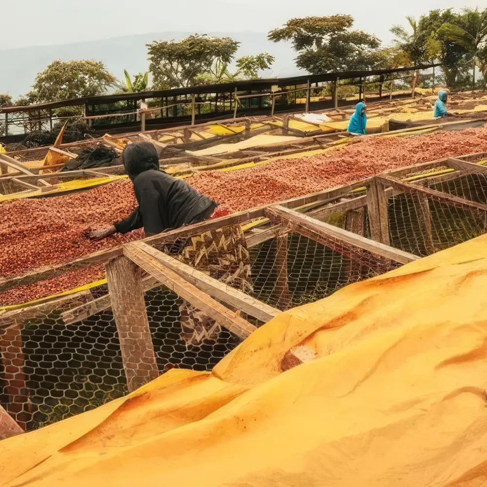 Rwanda Dujundekawa Nkara Natural
