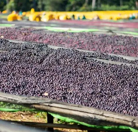 Yirgacheffe Amederaro