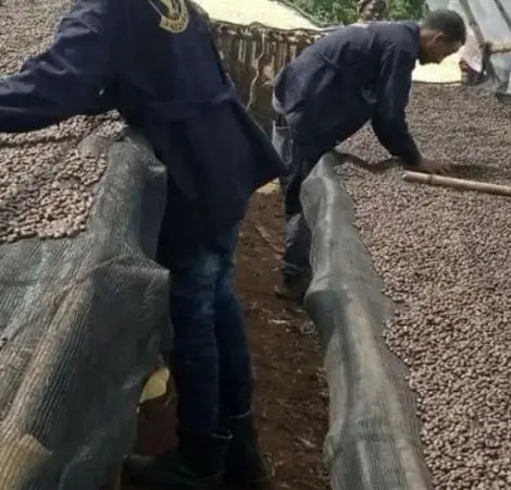 Yirgacheffe Amederaro