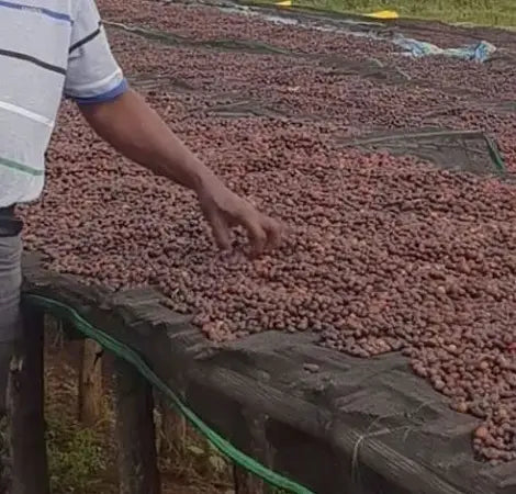 Yirgacheffe Amederaro