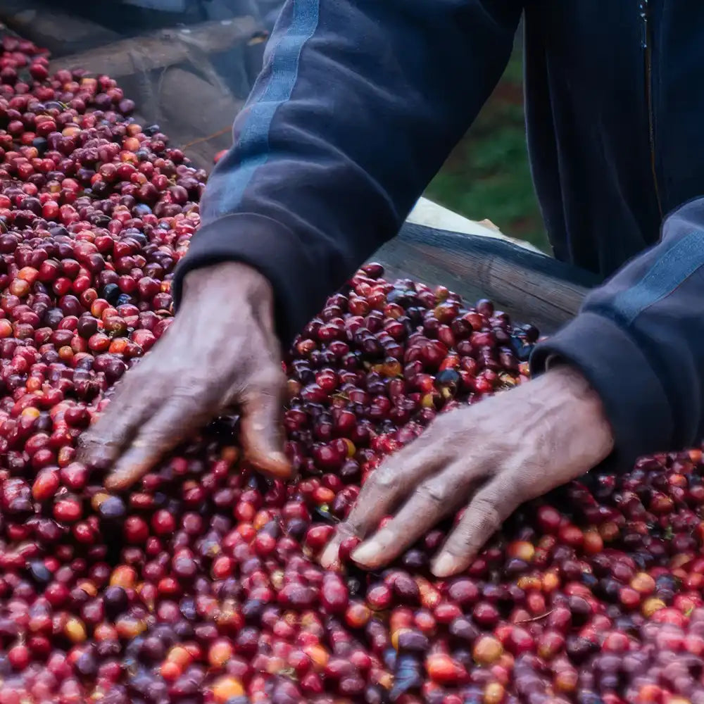 Ethiopia Yirgacheffe Worka Wuri