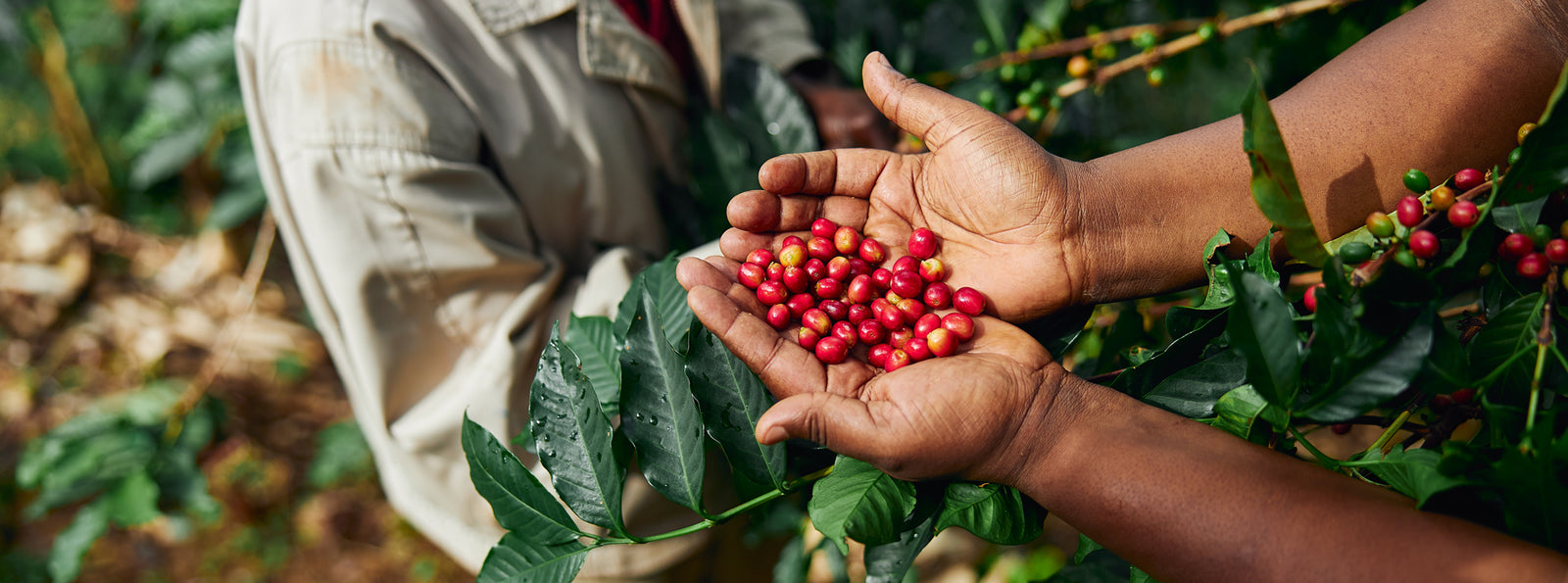 Ground Coffee Society coffee farmer holding coffee beans