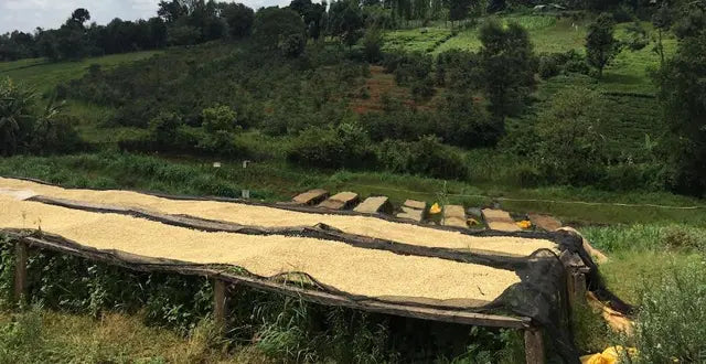 Ground Coffee Society Kenya Kamwangi washing station