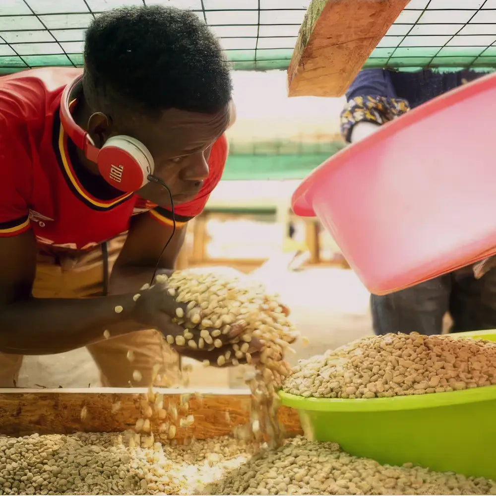 Uganda Sipi Tangwen