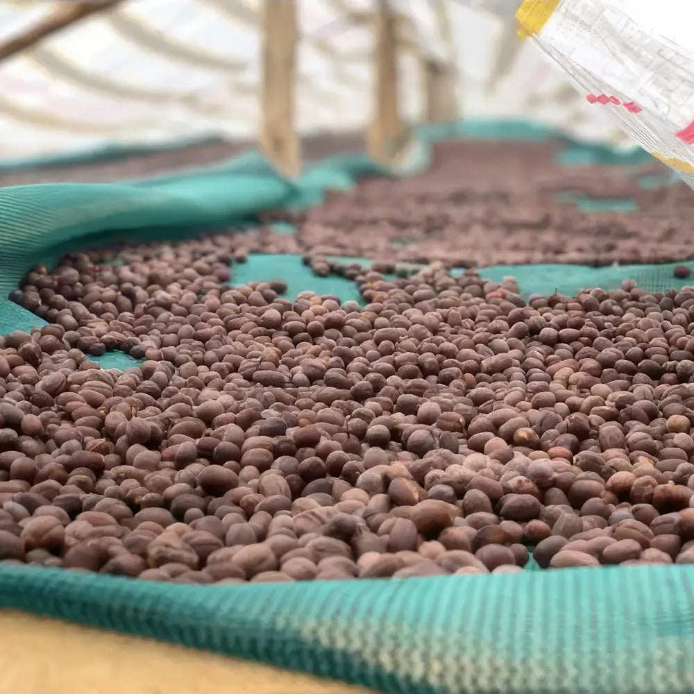 Uganda Sipi Tangwen